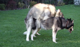 动物交配视频马,揭秘奇妙的交配瞬间